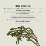 Jericho rose jelly(10 sheets)